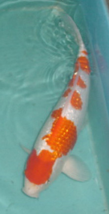 Koi Collection